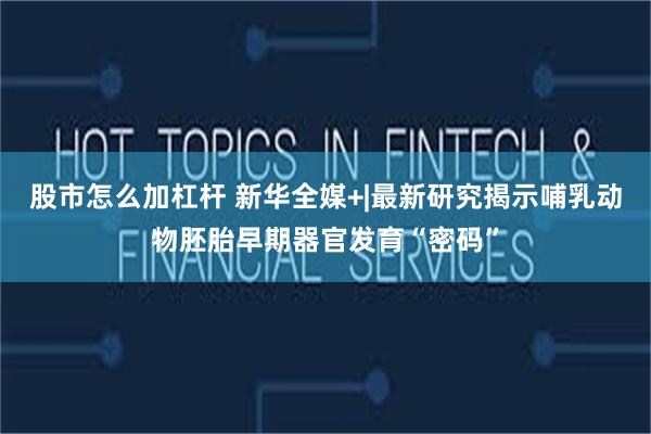 股市怎么加杠杆 新华全媒+|最新研究揭示哺乳动物胚胎早期器官发育“密码”